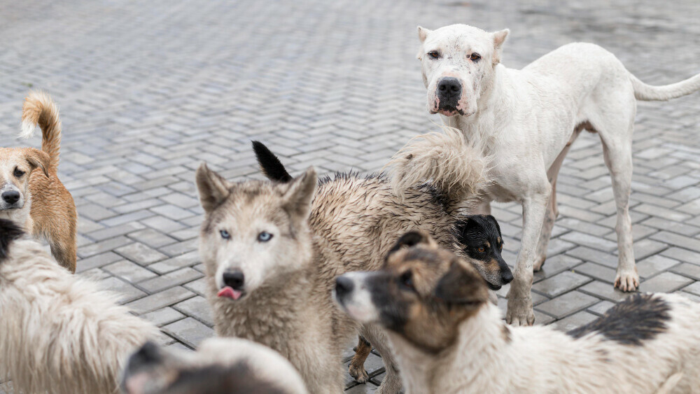 dog overpopulation