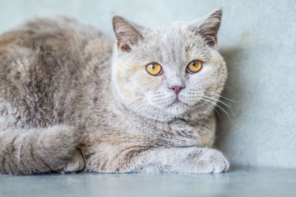 fun facts about british shorthair cats