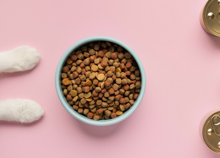 how to choose the right kitten food