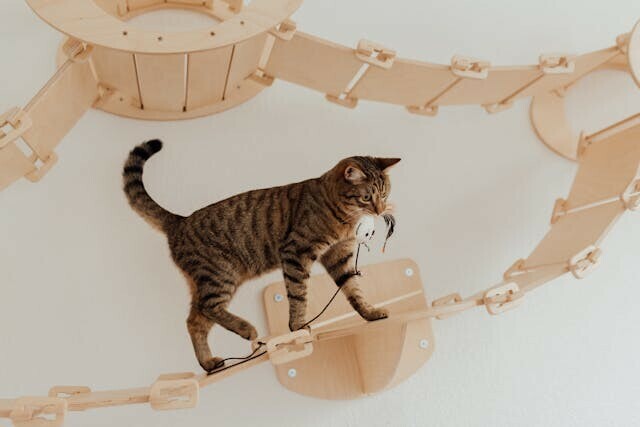 how to help a cat with separation anxiety