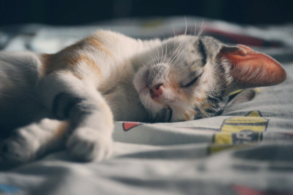 how to help a cat with separation anxiety
