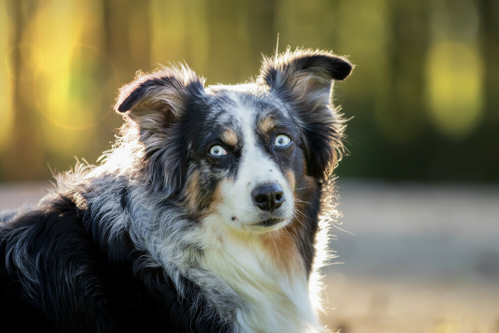 Benefits Of Mixed Breed Dogs