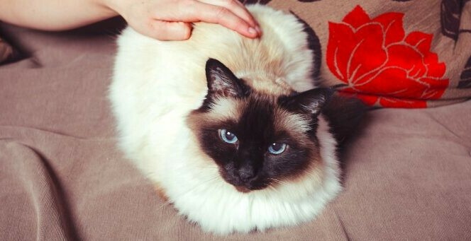 ragdoll vs birman