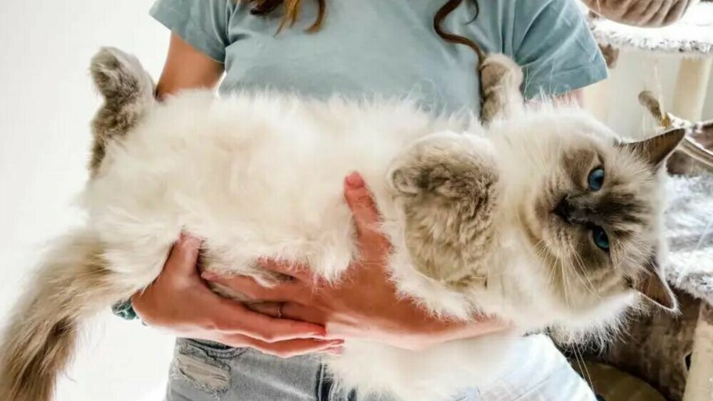 ragdoll vs birman