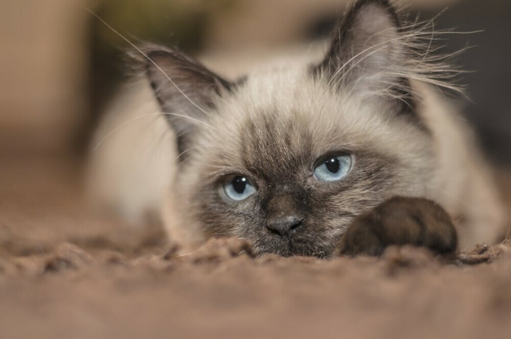 why are some cats more affectionate