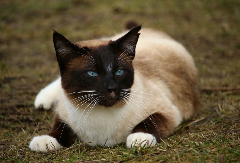 Siamese cat personality traits